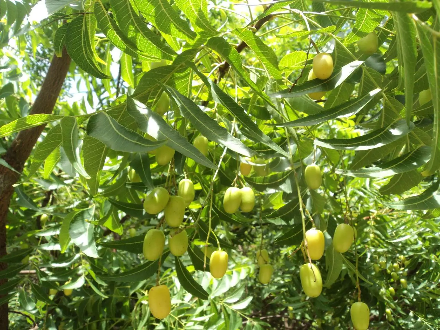 Azadirachta indica