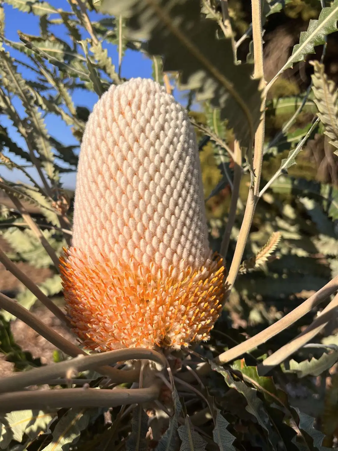 Banksia hookeriana