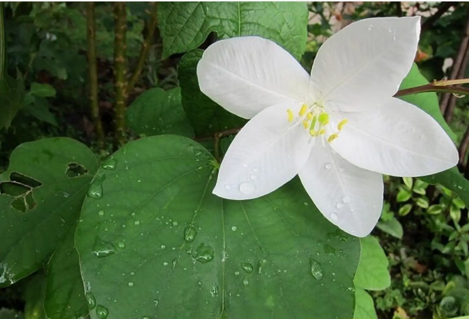 Bauhinia acuminata