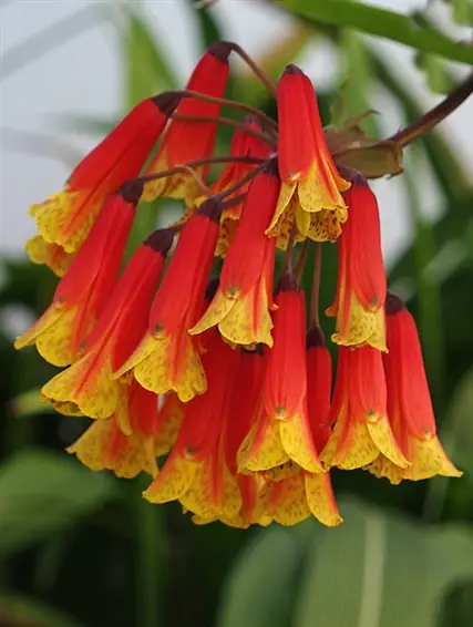 Bomarea multiflora