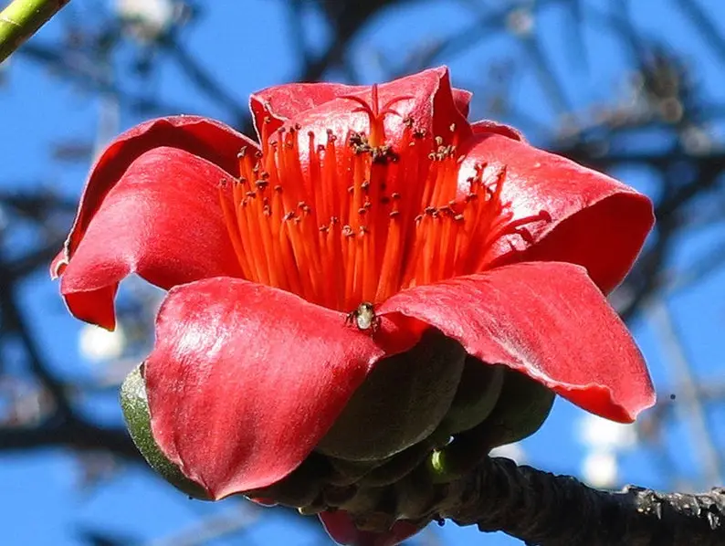 Bombax ceiba