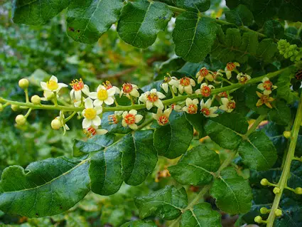 Boswellia serrata