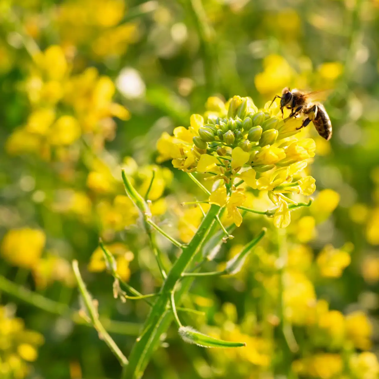 Brassica juncea