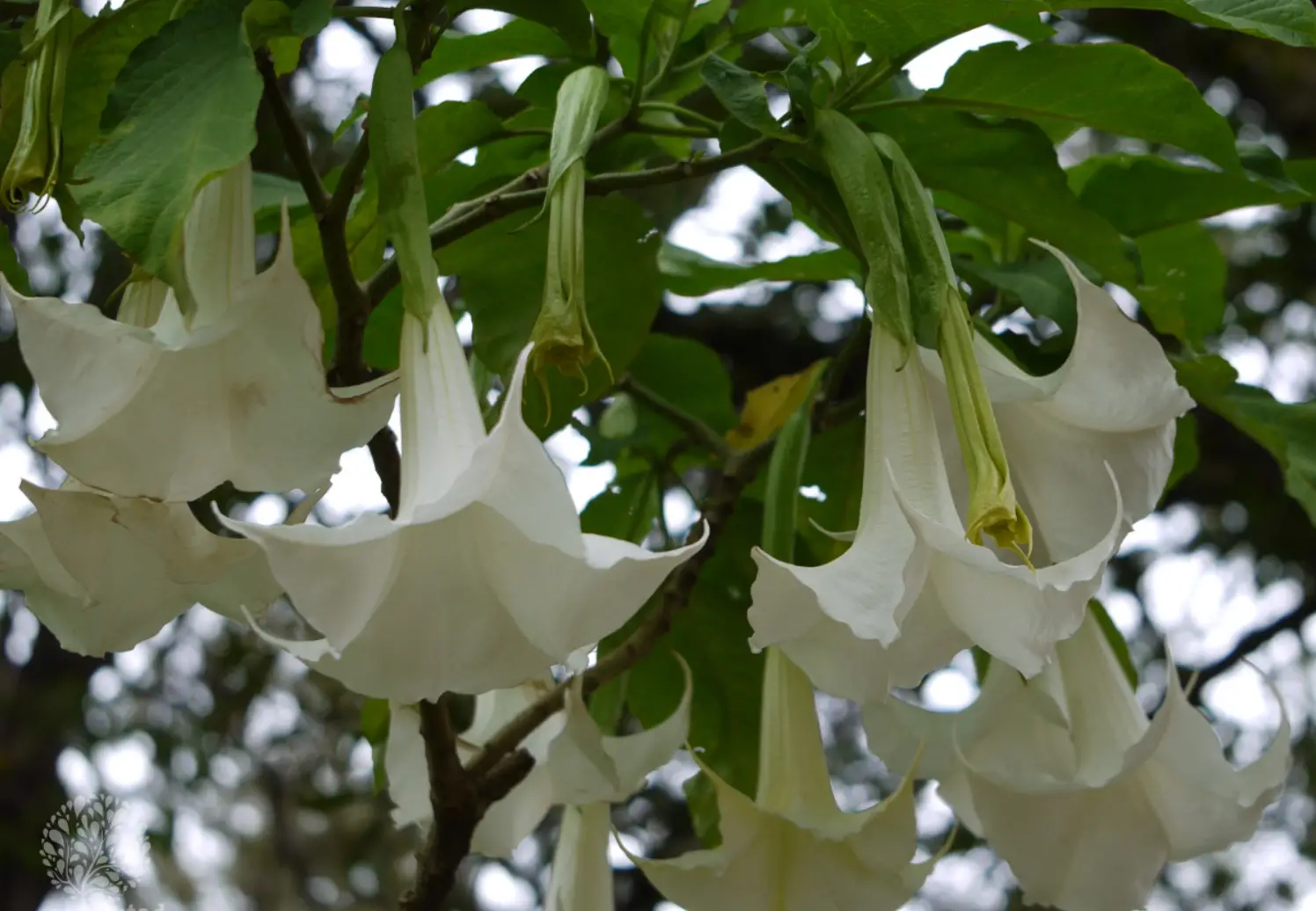 Brugmansia arborea