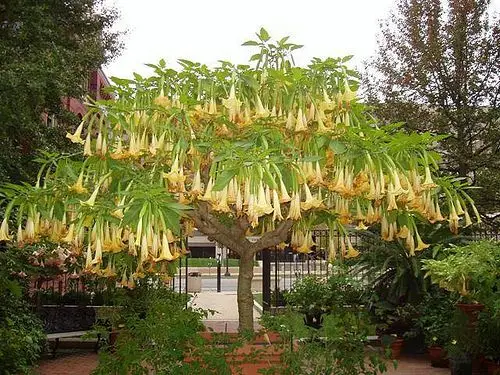 Brugmansia aurea / Datura aurea / Brugmansia affinis / Datura affinis