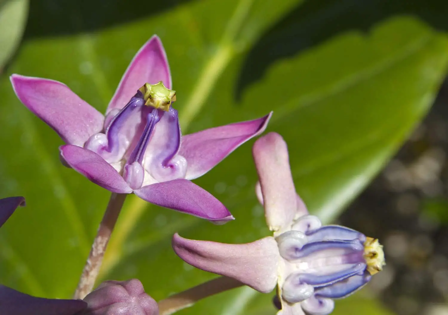 Calotropis gigantea var. purple