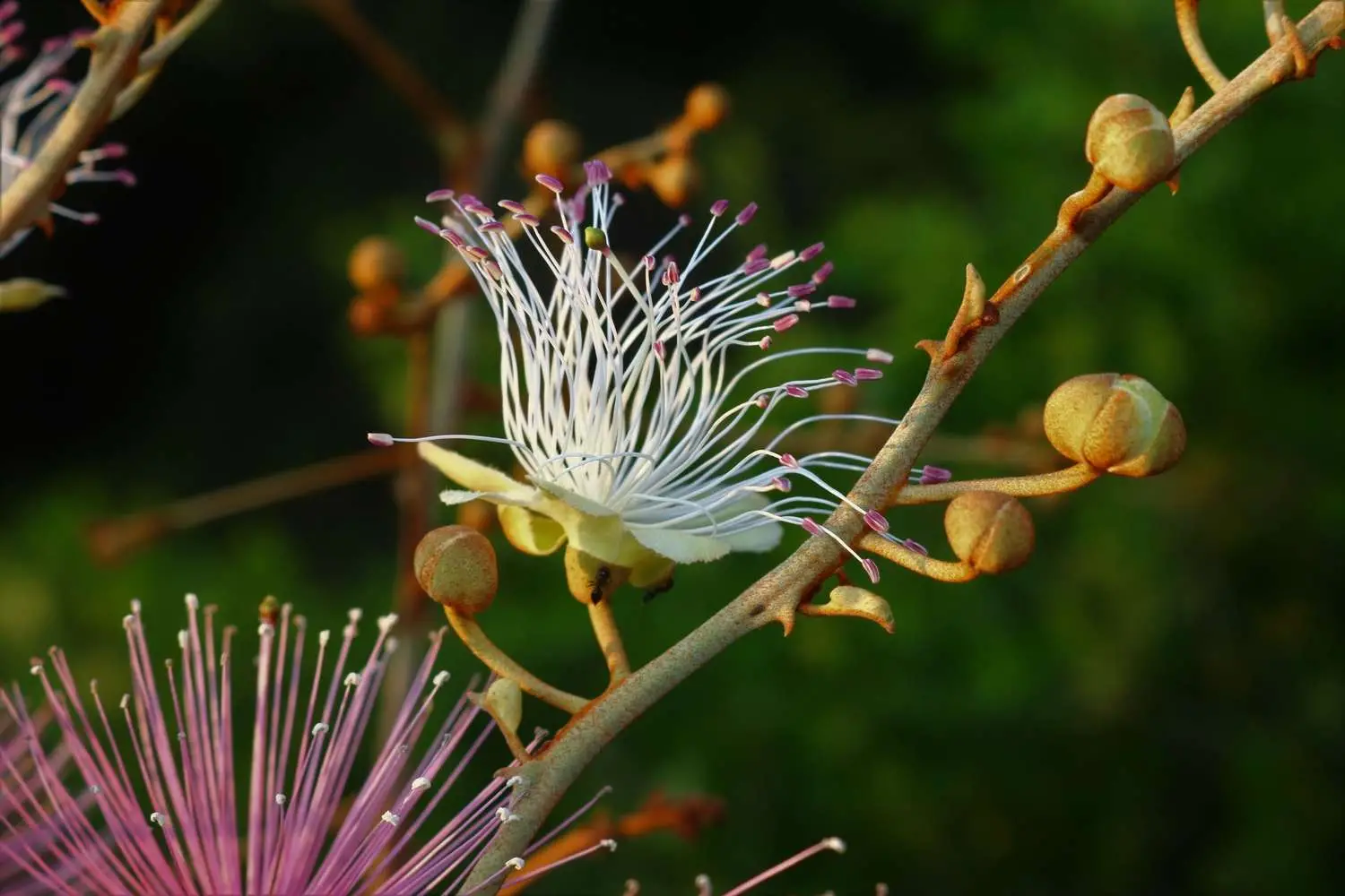 Capparis zeylanica