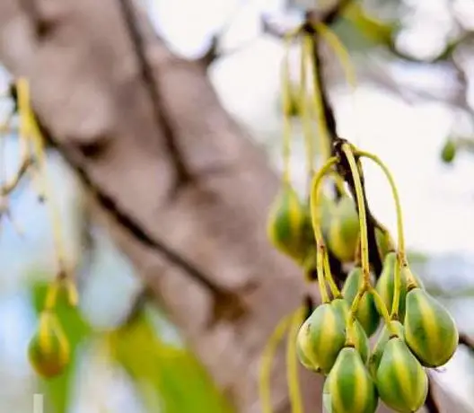 Carica lanceolata