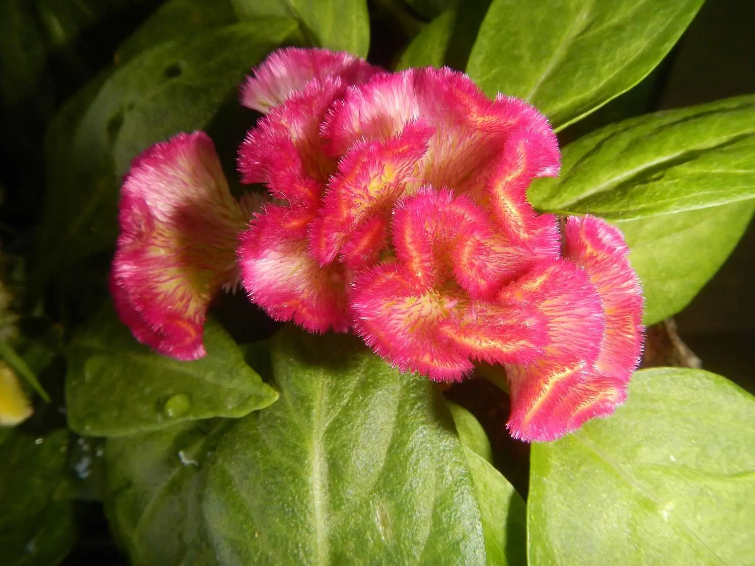 Celosia argentea var. cristata Red