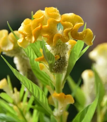 Celosia argentea var. cristata Yellow