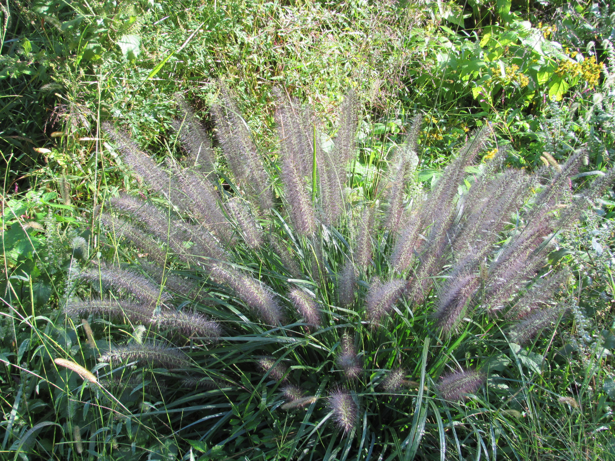 Cenchrus alopecuroides 'Black Purple'