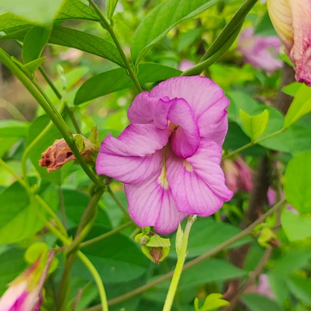 Clitoria ternatea 'Double Pink'
