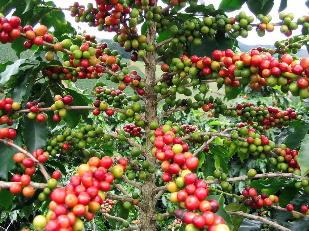 Coffea arabica 'Himalaya'