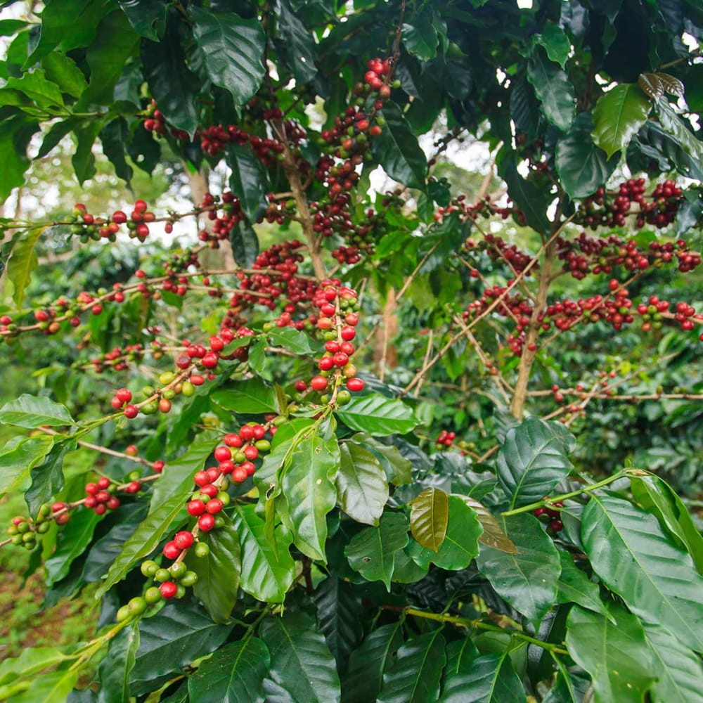 Coffea arabica 'IHCAFE 90'