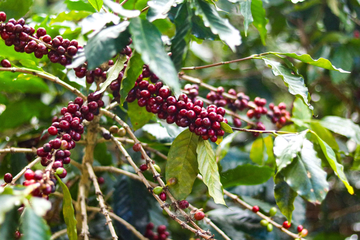 Coffea arabica 'Lempira'
