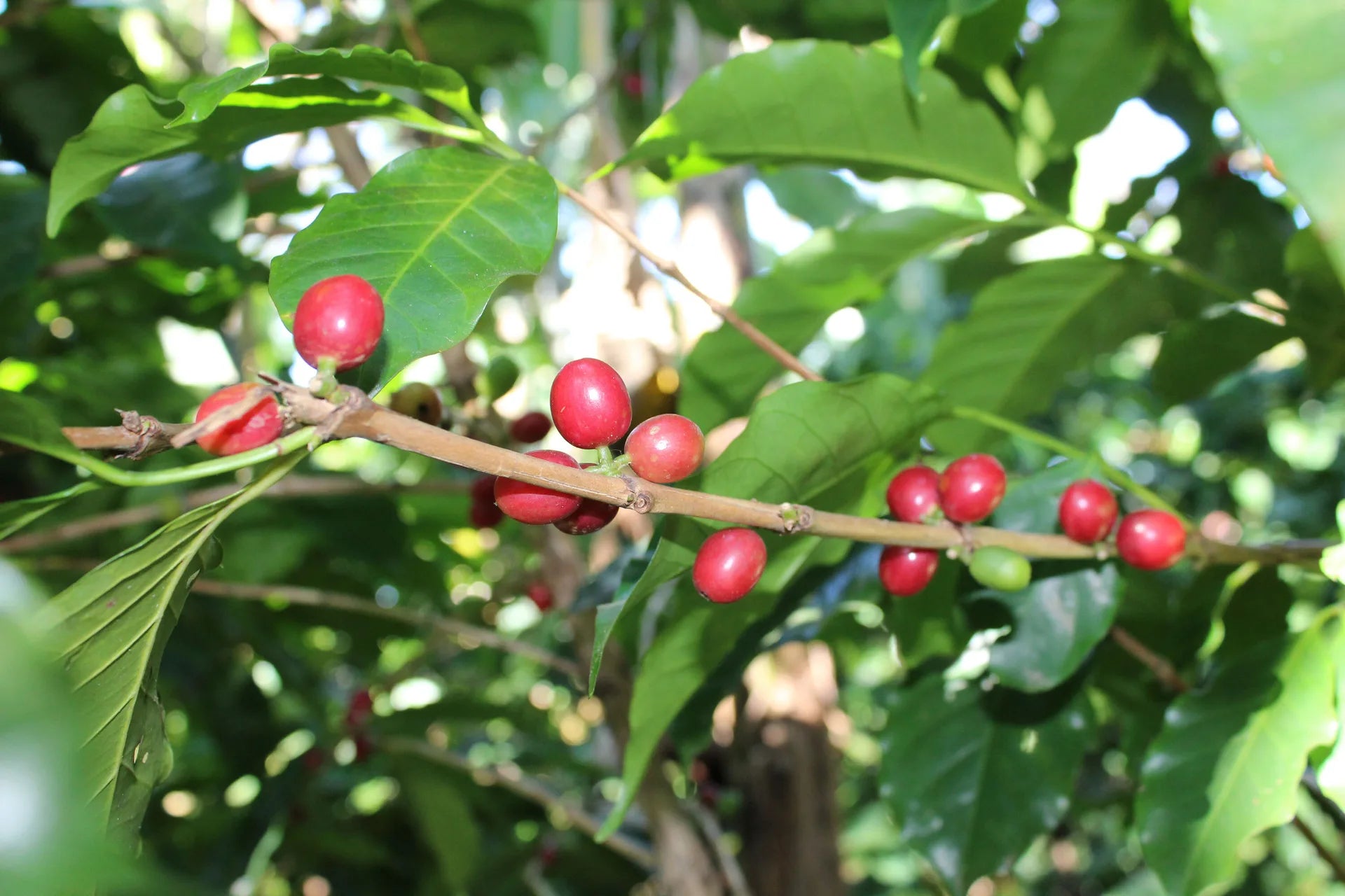 Coffea arabica 'Obatã'