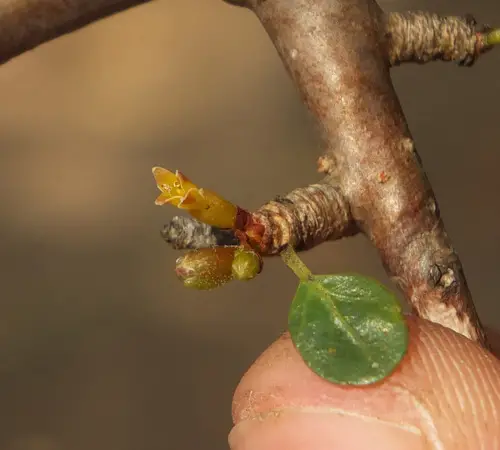 Commiphora berryi