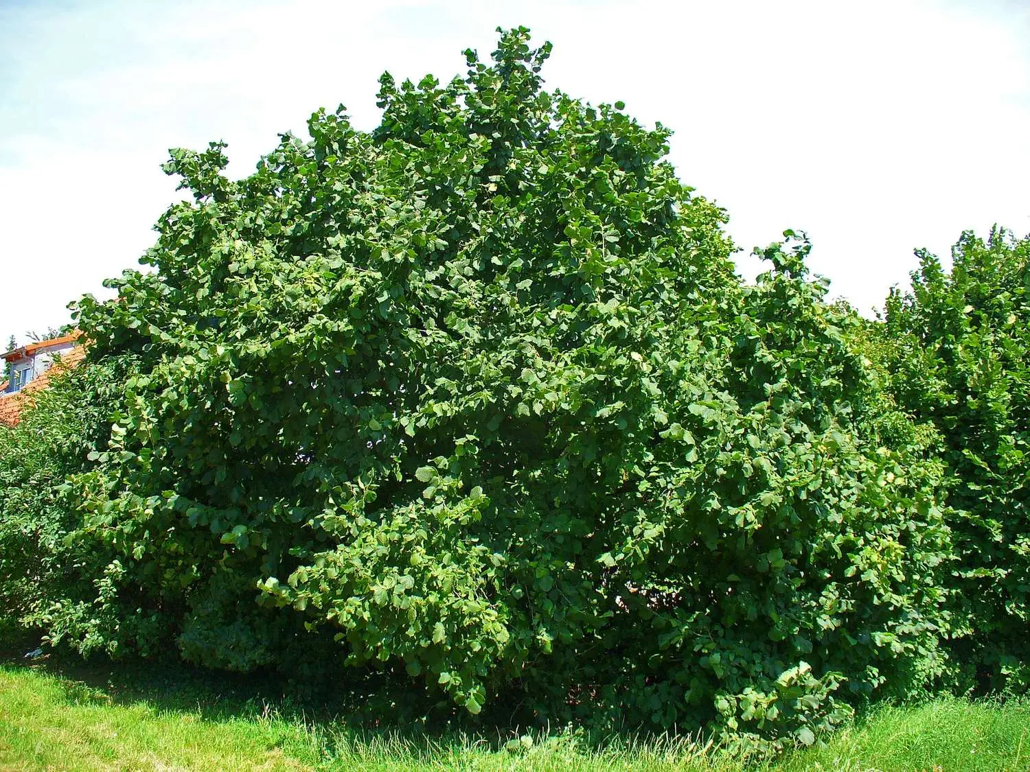 Corylus avellana