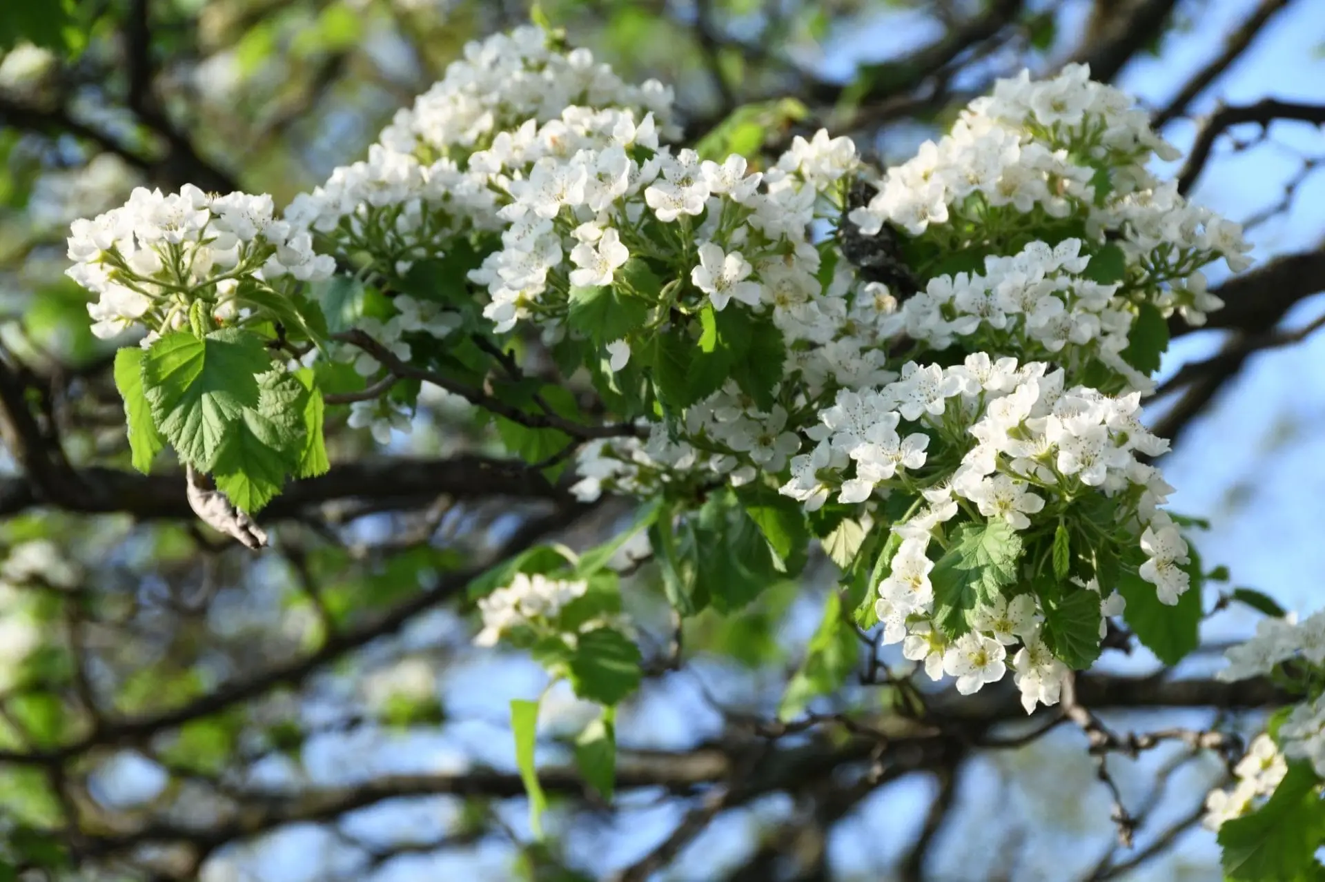 Crataegus mollis