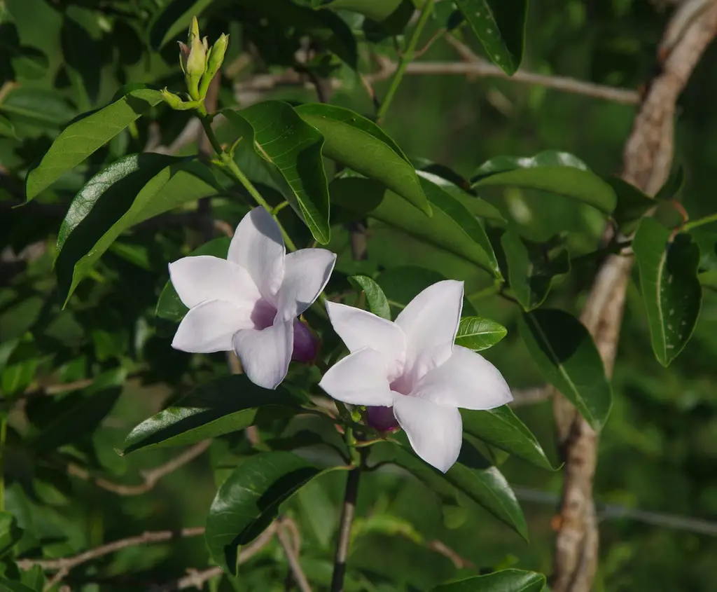 Cryptostegia grandiflora
