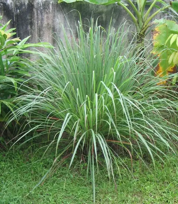 Cymbopogon flexuosus