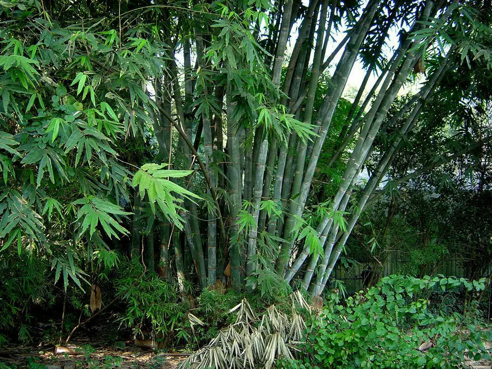Dendrocalamus strictus