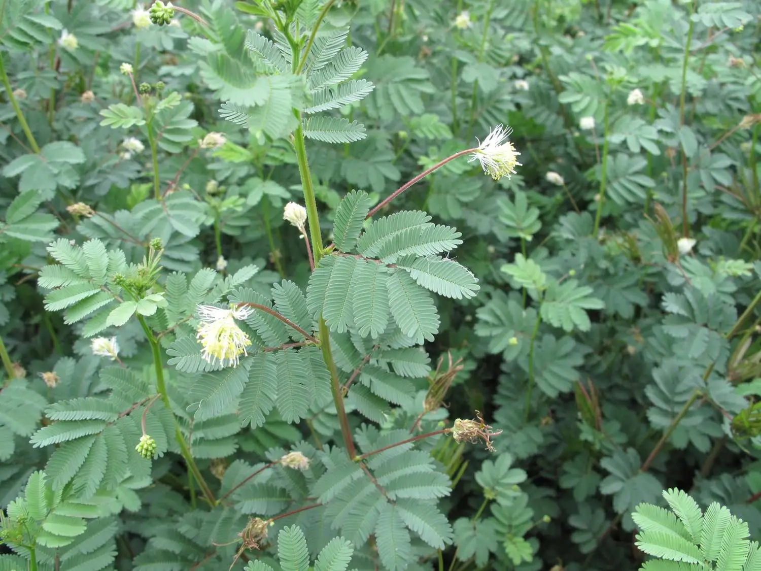 Desmanthus virgatus