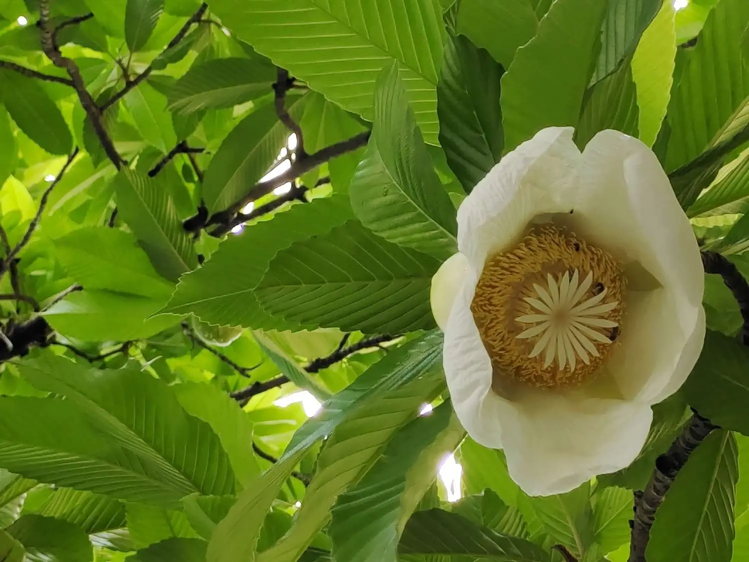 Dillenia indica