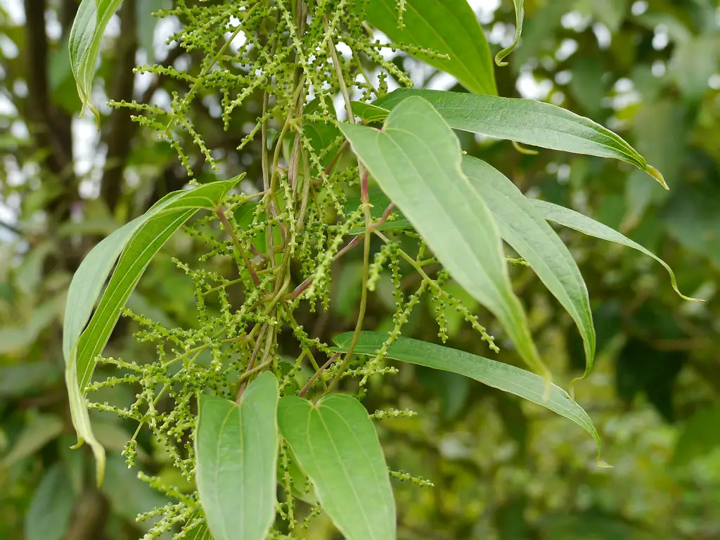 Dioscorea oppositifolia / Dioscorea opposita