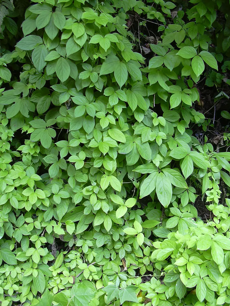 Dioscorea pentaphylla / Botryosicyos pentaphyllus