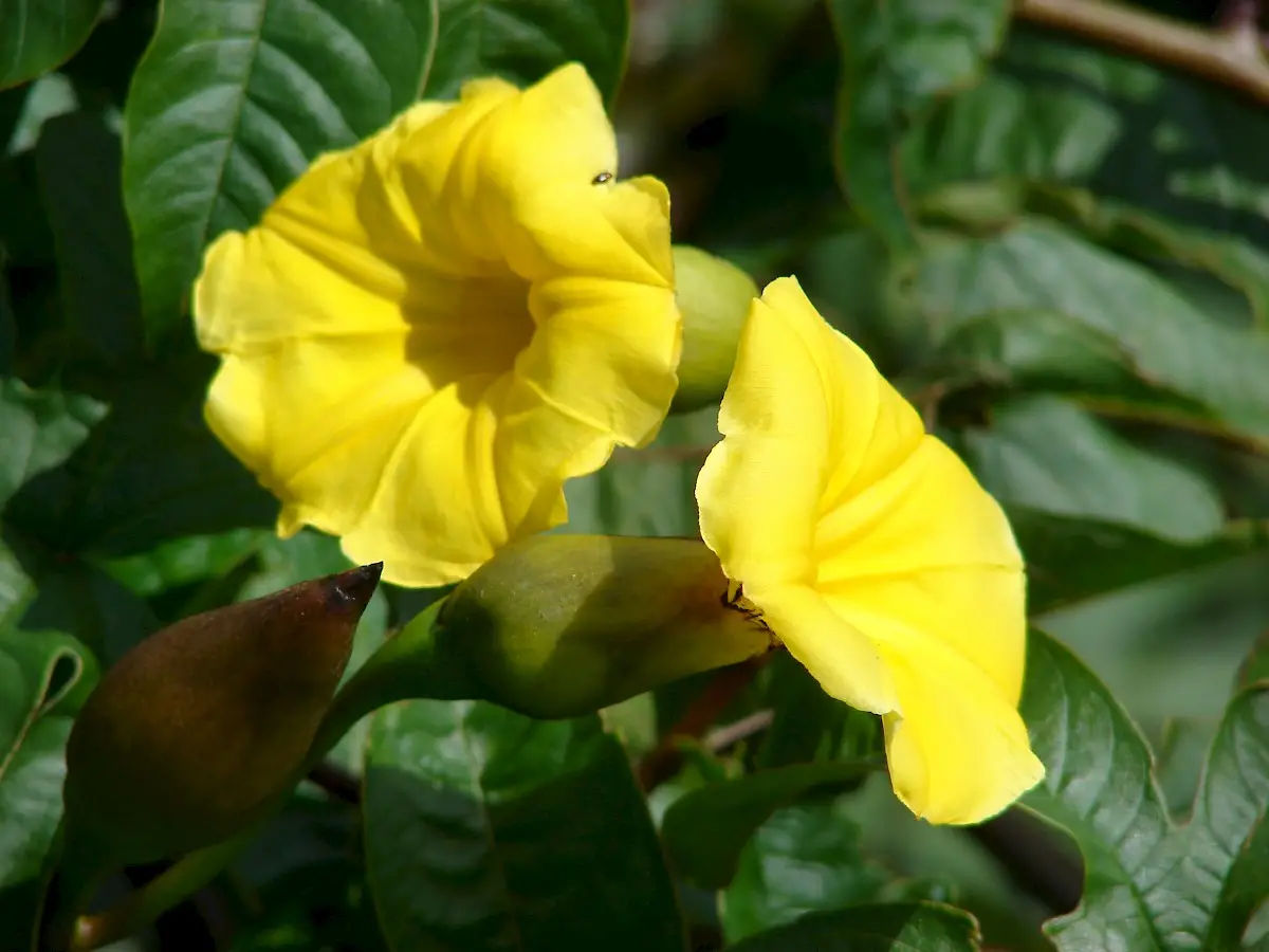 Distimake tuberosus / Merremia tuberosa / Batatas tuberosa