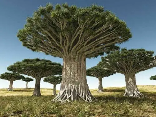 Dracaena draco subsp. draco
