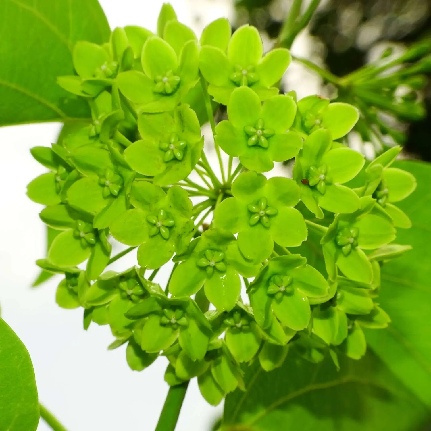 Dregea volubilis / Wattakaka volubilis