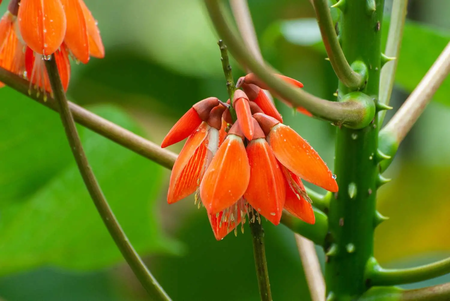 Erythrina arborescens / Erythrina tienensis