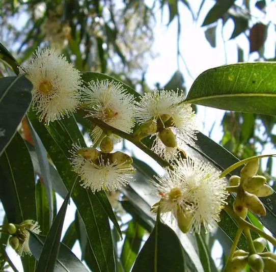 Eucalyptus globulus subsp. globulus