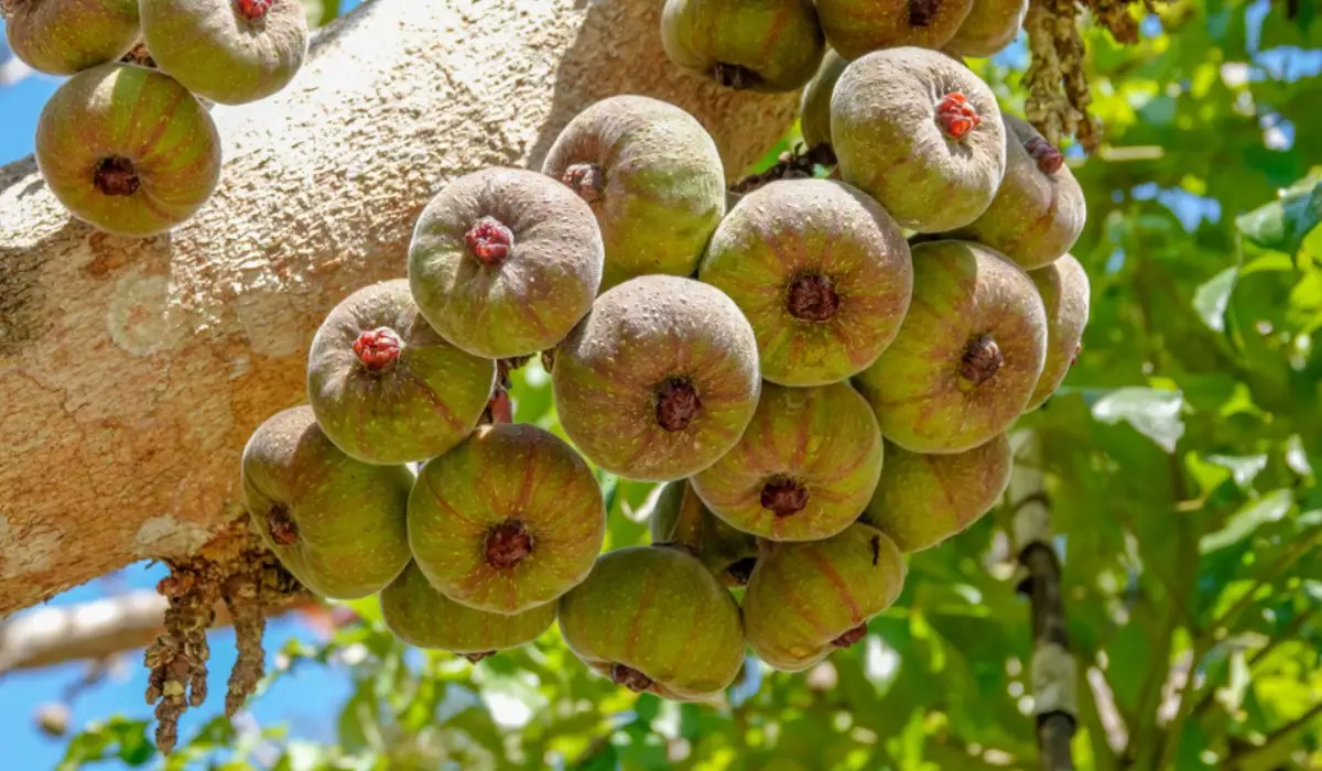 Ficus auriculata