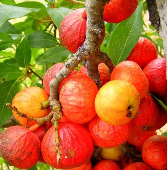 Ficus racemosa