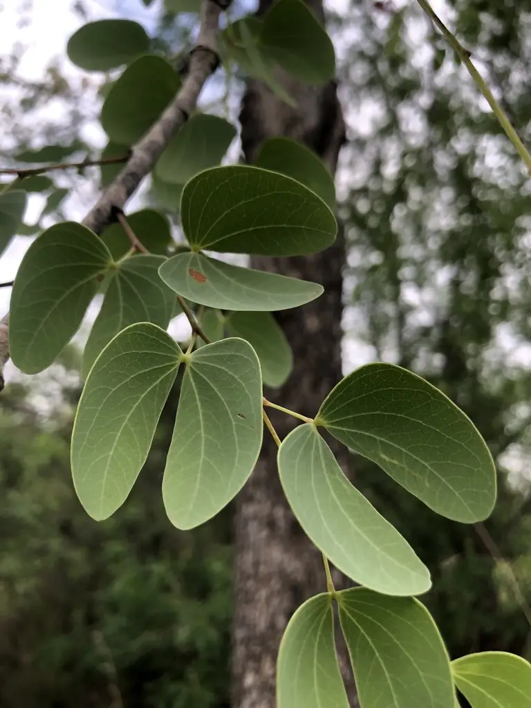 Hardwickia binata
