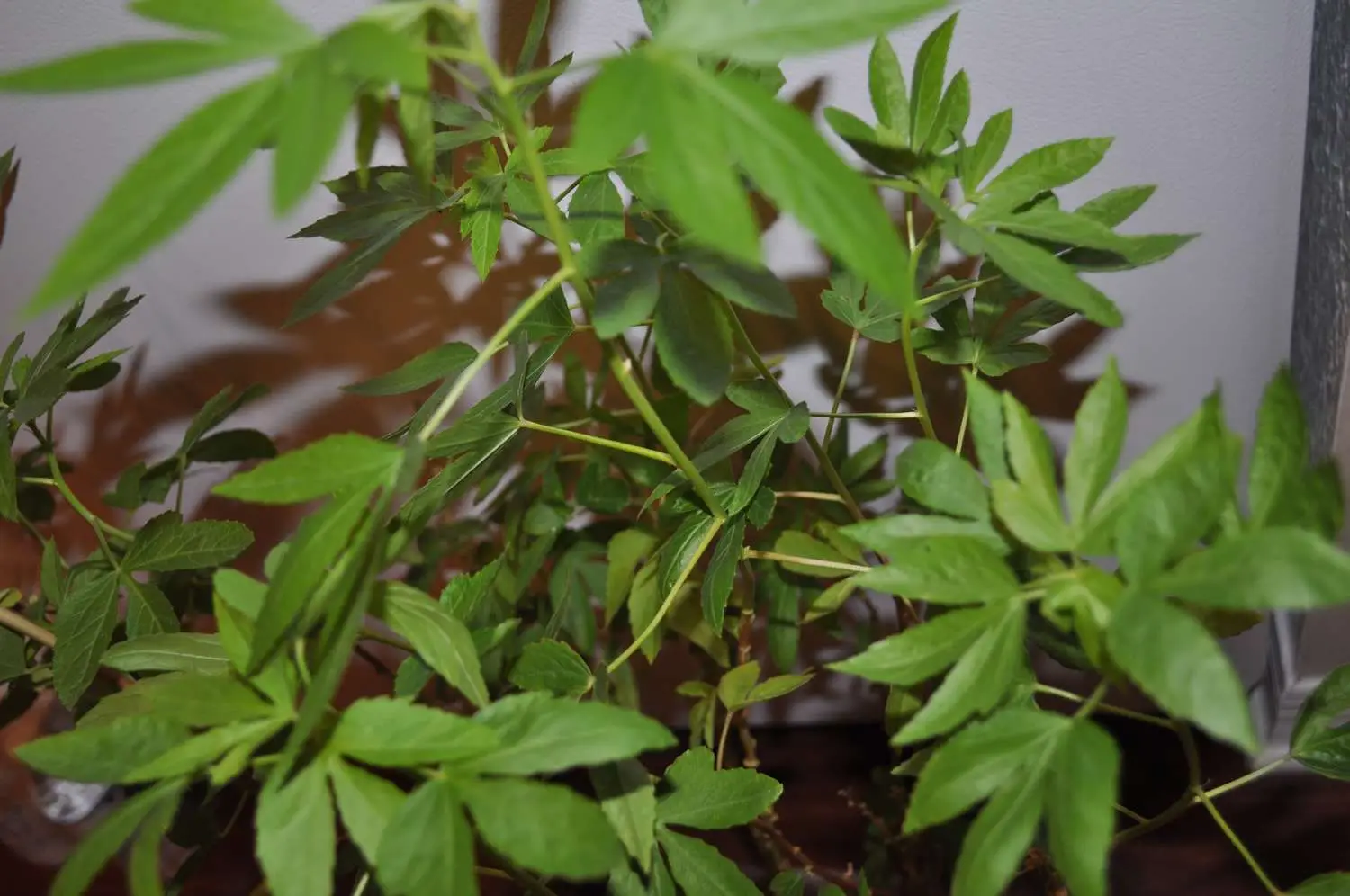 Hibiscus cannabinus
