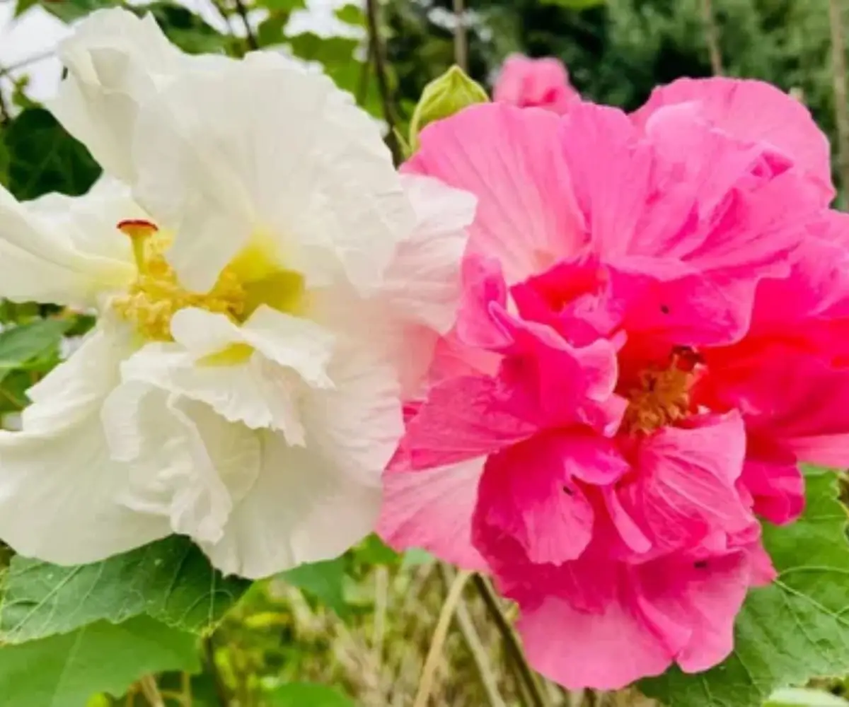 Hibiscus mutabilis