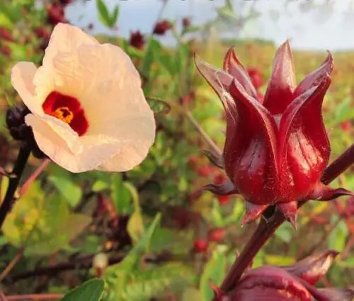 Hibiscus sabdariffa / Sabdariffa rubra / Abelmoschus cruentus