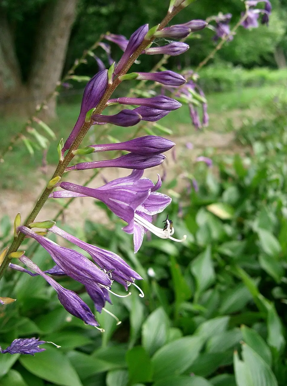 Hosta longipes var. longipes