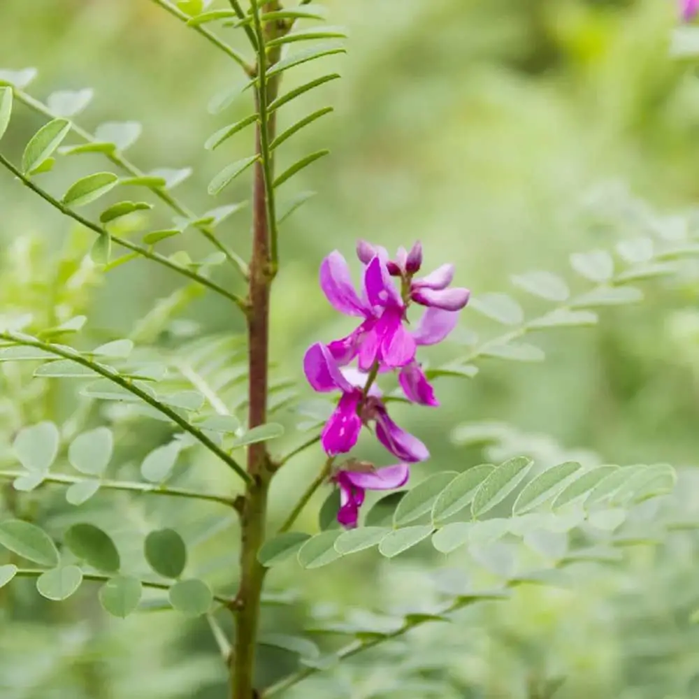 Indigofera tinctoria / Anila tinctoria