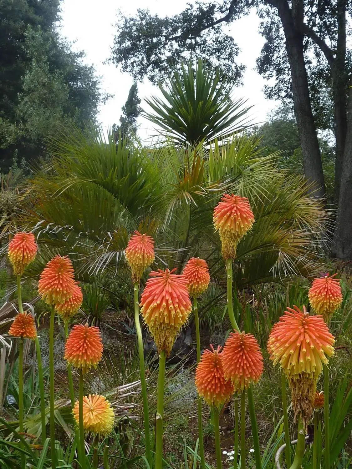 Kniphofia rooperi