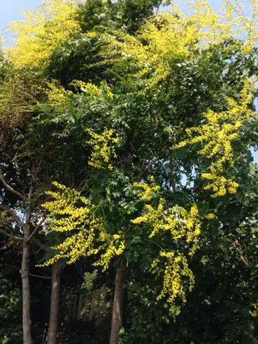 Koelreuteria paniculata