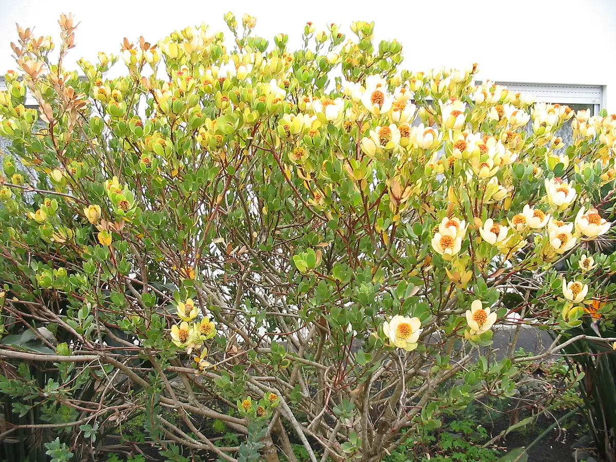 Leucadendron discolor