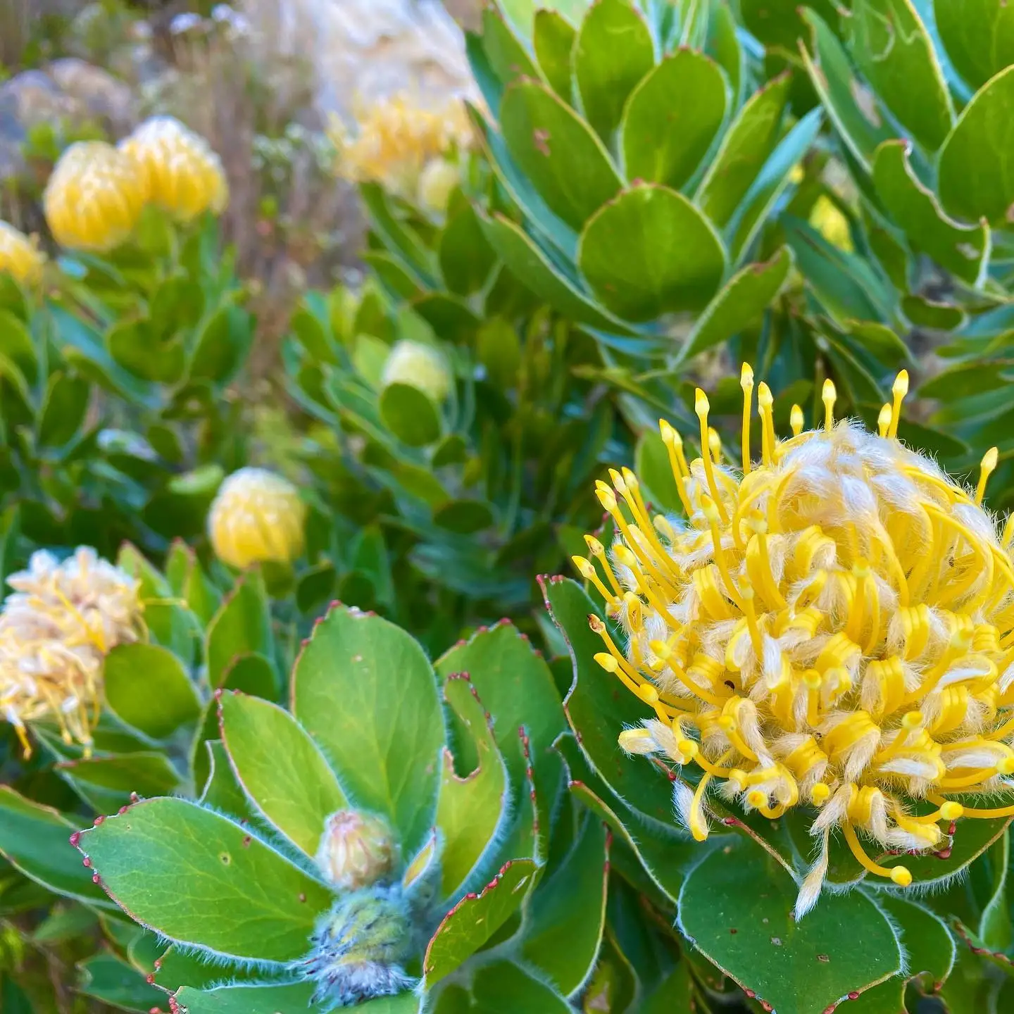 Leucospermum conocarpodendron