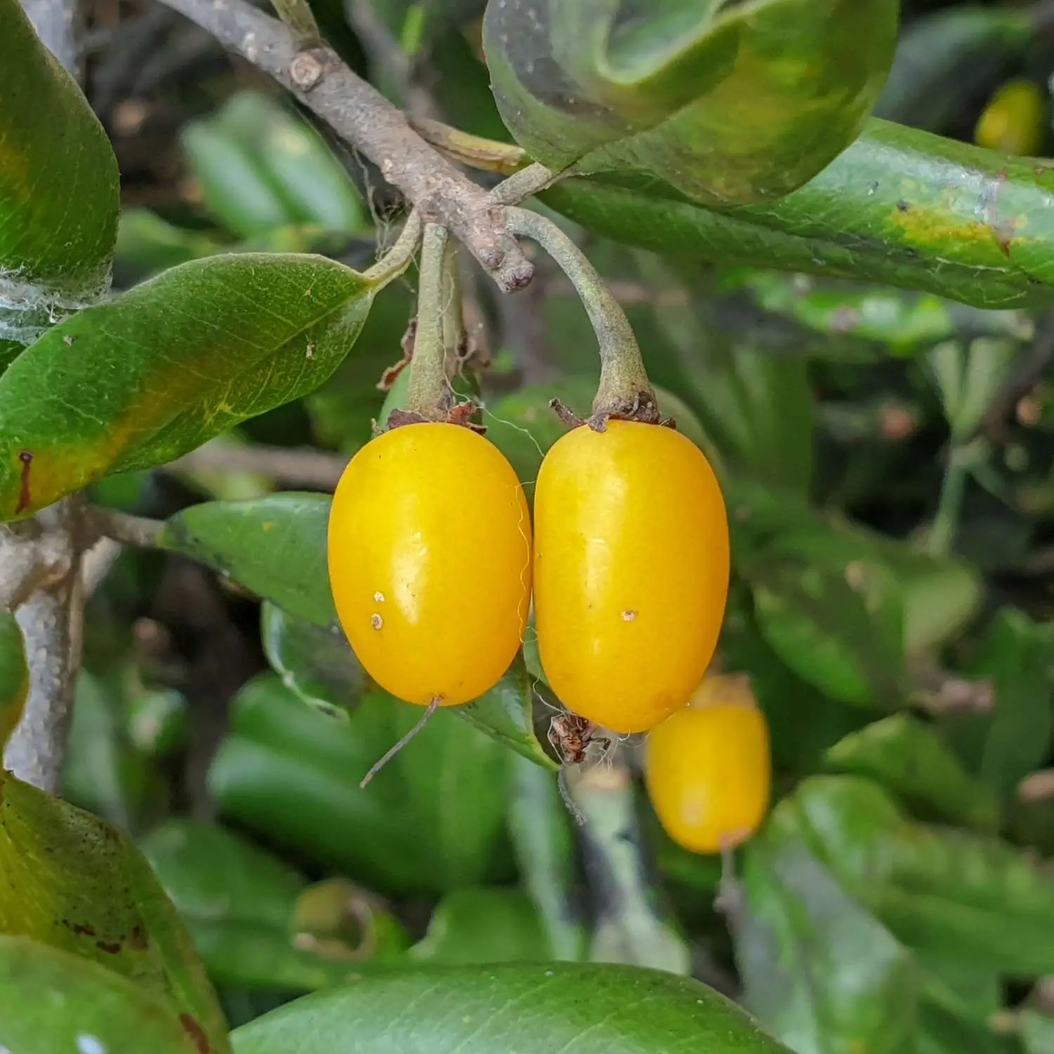 Manilkara hexandra