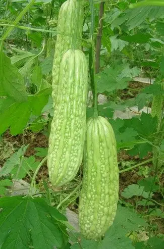 Momordica charantia 'Green'