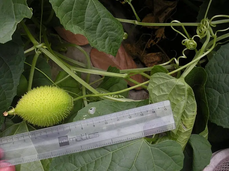 Momordica subangulata subsp. renigera